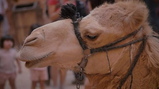 Camel in front of The Treasury at Petra. High quality FullHD slow motion footage