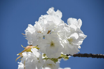 千原桜