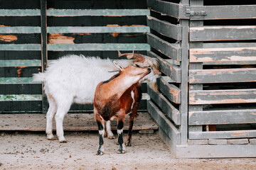 Two playful goats interacting near wooden enclosure in a rural setting