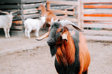 Colorful goat stands out in farmyard surrounded by other goats and wooden structures