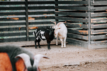 Goats interact closely in a rustic enclosure at an outdoor farm during the afternoon light