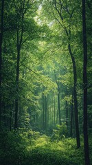 Lush green forest with dense trees creating a natural canopy ideal for outdoor exploration