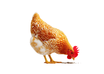 A hen pecking at the ground, isolated on white. Concept of poultry farming and free range chickens.