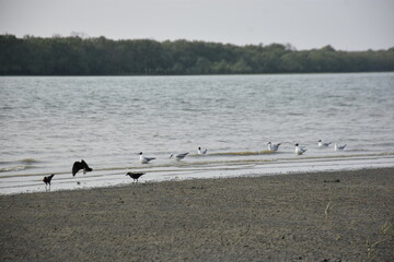 Several birds gather at a scenic riverside. Seagulls glide over the calm water and swim near the shore, while crows perch on the sandy bank, surrounded by lush greenery in the background.