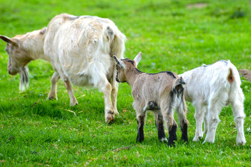 Obraz premium Ziegen, Ziegenhaltung