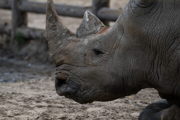 Obraz premium Rhinoceros resting in a natural habitat during the early evening hours