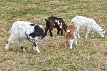 Ziegen, Ziegenhaltung