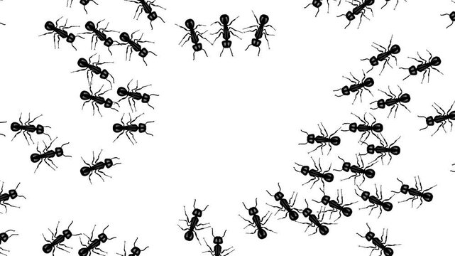 Black ants are creating an oval shape on a white and green background