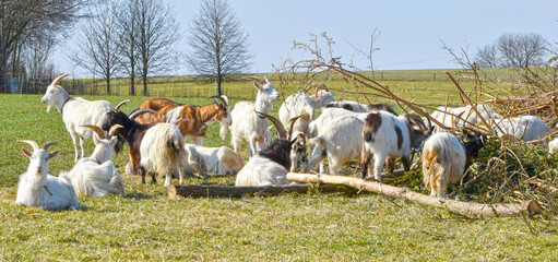 Ziegen, Ziegenhaltung