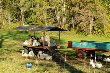 Ziegen, Ziegenhaltung