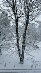 Winter weather it is snowing, trees in snow. Snowfall and cold. Light sky.