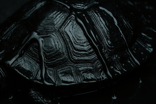 crude oil spill on turtle shell highlights impact on environment and raises awareness about pollution - Powered by Adobe