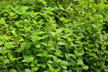 Mint leaves with morning dew at the garden. 
