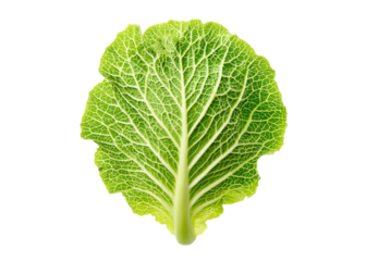 Single savoy cabbage leaf isolated on white background. Fresh green vegetable with detailed texture.