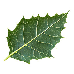vibrant green leaf with jagged edge and intricate vein patterns, showcasing nature beauty