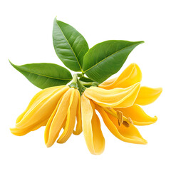 Ylang ylang flower with vibrant yellow petals and green leaves, symbolizing beauty