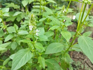 Basil leaves flower plant (Ocimum americanum) in outdoor garden