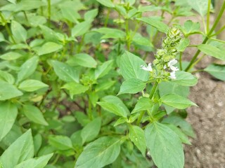 Basil leaves flower plant (Ocimum americanum) in outdoor garden