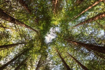 Fototapeta premium Skyward view between tall trees in a lush forest