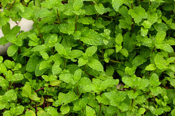 Mint leaves with morning dew at the garden. 