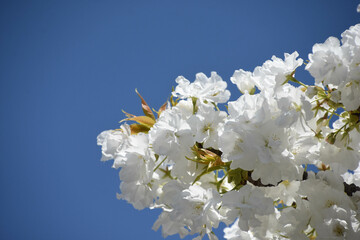 千原桜