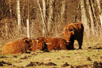 Schottisches Hochlandrind, Highlands, Tierhaltung