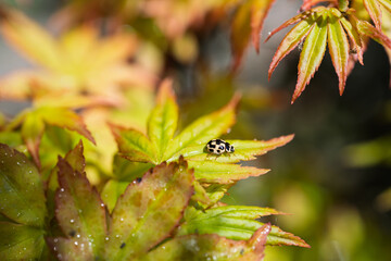 petite coccinelle,