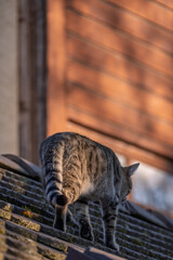 jeune chat tigré marchant sur le toit
