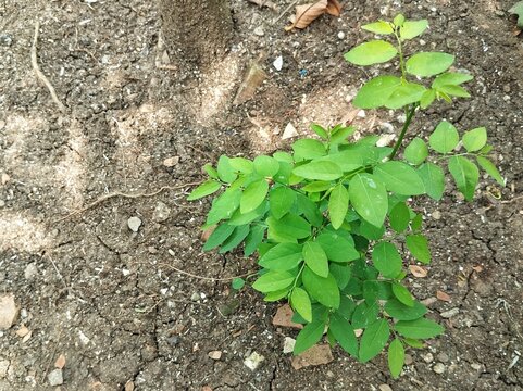 Star gooseberry plant (Sauropus androgynus) in outdoor garden