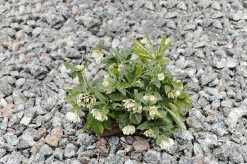A flowering Helleborus bush in a flowerbed has sprouted leaves in spring. Nature awakens in spring....