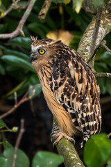 Buffy Fish Owl - Ketupa ketupu, large beautiful fish owl from Southeast Asian tropical forests and freshwater wetlands, Singapore.