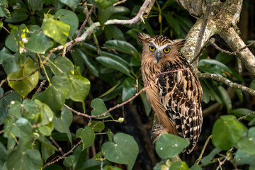 Buffy Fish Owl - Ketupa ketupu, large beautiful fish owl from Southeast Asian tropical forests and freshwater wetlands, Singapore.
