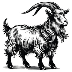 goat isolated on white