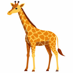 Obraz premium giraffe isolated on white background