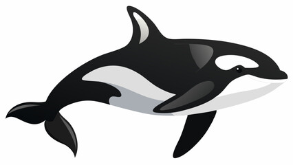 dolphin isolated on white background