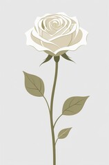 White rose in portrait drawing