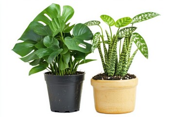 Indoor monstera, and snakeplants, isolated with white background