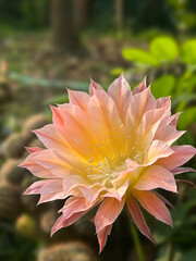 Close up of beautiful two tone flower of Lobivia cactus while blooming.