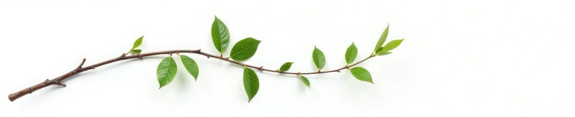 Fototapeta premium Simple branch isolated on white background with some texture, leafy branches, simple