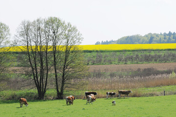 Mutterkuhhaltung