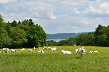 Kühe, Charolais auf der Weide