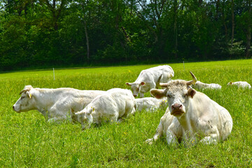 Obraz premium Kühe, Charolais auf der Weide
