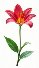 Fototapeta premium Single isolated bloom on white background with stem, closeup, botanical
