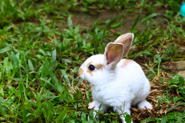 Cute Rex small bunny eating on the grass.