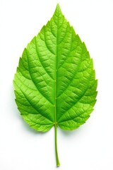 Obraz premium Single leaf on white background with delicate veins and soft texture, isolated, simplicity, leaf