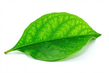 Obraz premium Single leaf with veins isolated on white background, leafy greens, petal