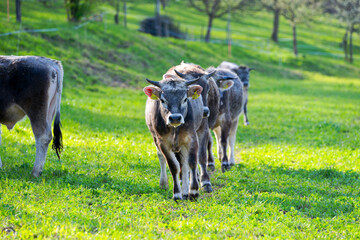 Group of young oxen of breed Rätisches Grauvieh walking on meadow of Swiss farm at Swiss City of Zürich on a sunny spring afternoon. Photo taken April 9th, 2025, Zurich Schwamendingen, Switzerland.
