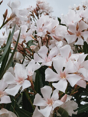Beautiful Oleander Flowers in Bloom