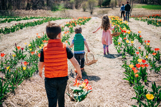 Three kids walking through tulip rows with baskets on a sunny day