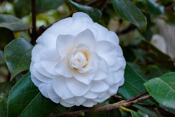 Beautiful white camellia Alba plena flower blooming in the garden.